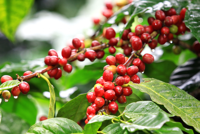 Giá nông sản hôm nay 3.7: Cà phê có cơ hội tăng giá mạnh, tiêu sẽ tăng?